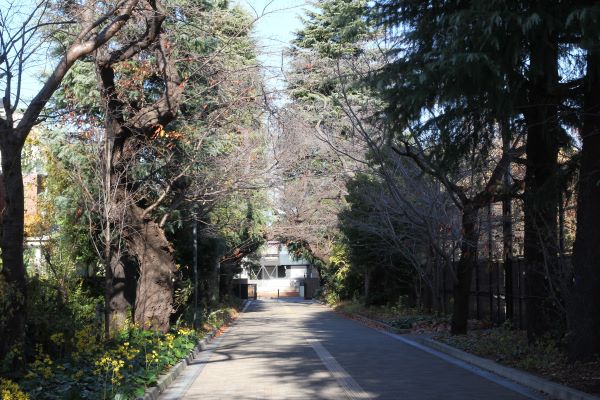 061212 桜並木 (6).JPG
